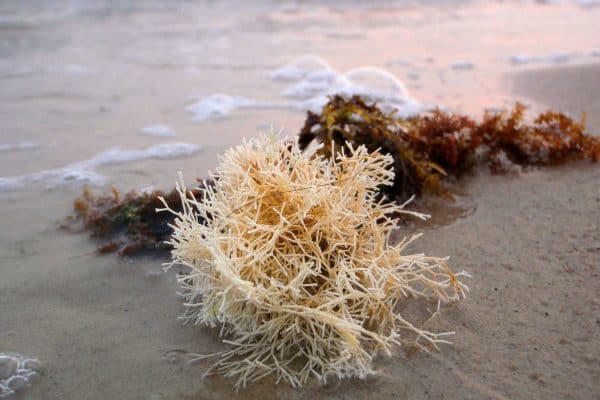 The Benefits Of Seaweed For Skin & Body - Bia Beo